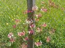 lonicera Belgica