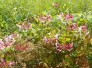 lonicera Belgica
