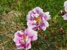 Burnet Irish Marbled
