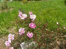 Burnet Irish Marbled