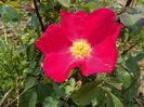 Rose of Picardy
