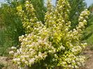 physocarpus Dart's Gold