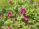 rosa rugosa Rubra