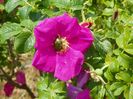 rosa rugosa Rubra