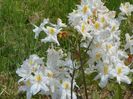 azalea Schneegold