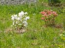 azalea Chanel si Schneegold