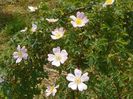 rosa canina
