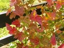 physocarpus Amber Jubilee