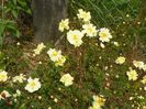 Harison's Yellow