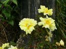 Harison's Yellow
