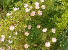 rosa canina