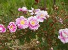 Burnet Irish Marbled