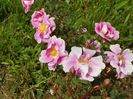 Burnet Irish Marbled