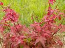 acer Beni Maiko