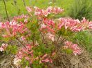 azalea Chanel