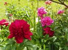 Red Charm si Edulis Superba