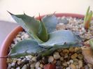 Agave colorata