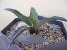 Agave xylonacantha