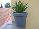Agave horrida