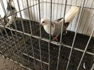 Vând lot 100 de jucatori