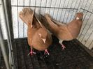 Vând lot 100 de jucatori