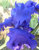 Blenheim Royal