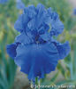 Blue Temptation