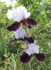 Chinesse Empress (3)