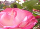 Rosa Nostalgie