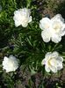 Gardenia