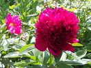 Red Charm si Scarlet o'Hara