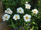 Krinkled White