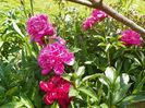 Edulis Superba si Red Charm