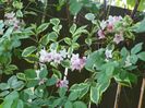 weigela variegata