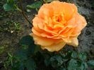 Goldelse