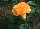 Goldese