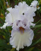 feathered boa