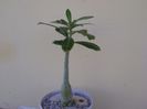 Adenium somalense