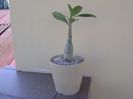 Adenium arabicum "Tiny Ding-dong"