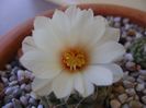 Strombocactus disciformis