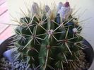 Notocactus mammulosus (Parodia mammulosa ssp. submammulosa)