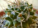 Mammillaria compressa