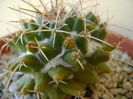 Mammillaria compressa