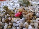 Cumulopuntia rossiana & Opuntia salmiana