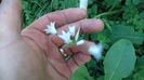 Hyacinthoides italica