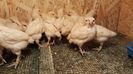 Pui Bresse - 3 saptamani