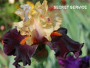 Secret Service