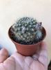 Rebutia flavistyla