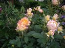 IMGP0631