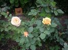 IMGP0640